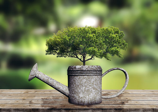 &aacute;rvore plantada em um regador