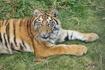 Nice tiger in a park of Guilin