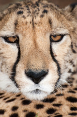 Portrait of a Cheetah