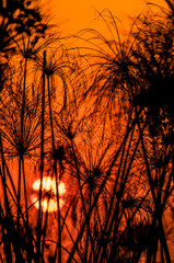 Silhouette of Papyrus