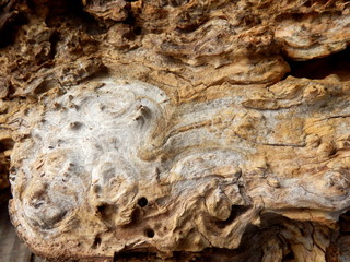 Gnarled surface of wood from a dead tree covered in mycelium