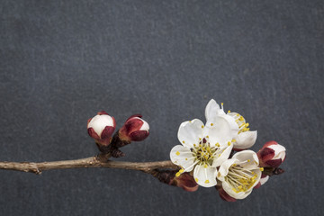 apricot tree flower on stone