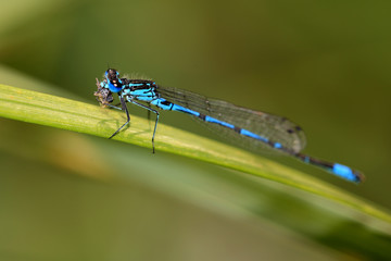 A male Variable Damselfly feeding on a small insect prey, Norfolk, England, UK.