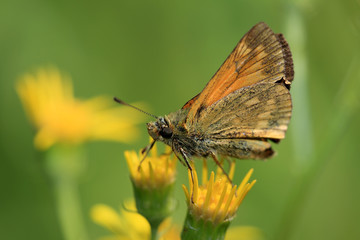 A Large Skipper butterfly resting on a yellow flower, Norfolk, England, UK.