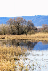 Flood basin at Lake Balaton, Hungary