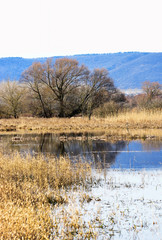 Flood basin at Lake Balaton, Hungary