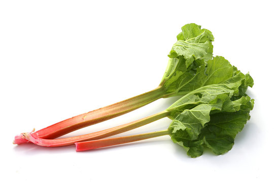 rhubarbe