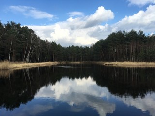 Fototapeta premium las