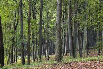 Old beech forest in autumn