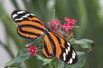 Schmetterling