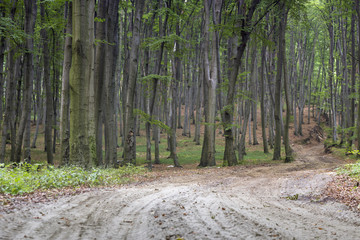 Old beech forest in autumn