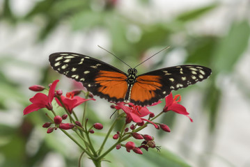 Schmetterling