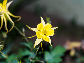 Aquilegia in the garden