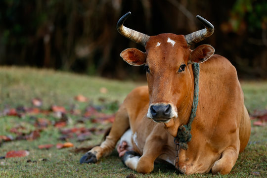Guadeloupe, Vache Cr&eacute;ole