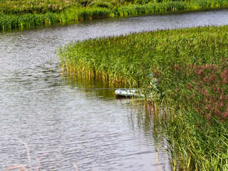 Liatris in the garden