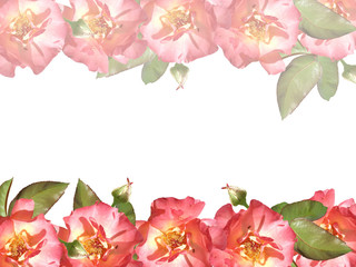 Floral background. Roses 