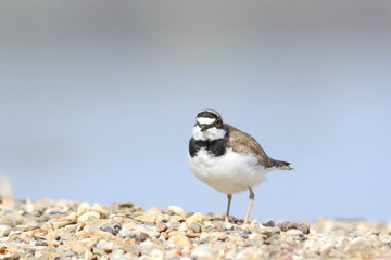 Little Ringed Plover on sand, Charadrius dubius