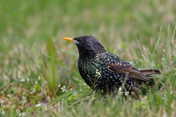 Common Starling on green grass, Sturnus vulgaris