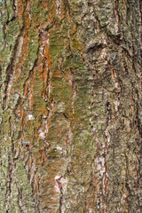 Alder tree bark