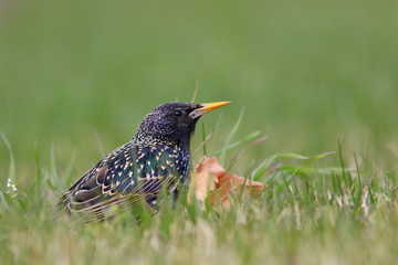 Common Starling on green grass, Sturnus vulgaris