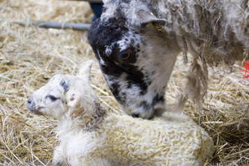 Sheffield, UK - 16 April 2014: Mother ewe licking clean her newborn baby lamb on 16 April at Whirlow Hall Farm, Sheffield