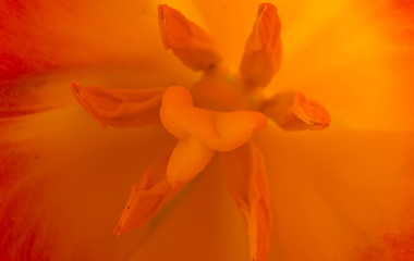 Fototapeta na wymiar Tulip