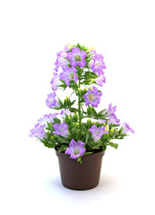 Glockenblume, Campanula
