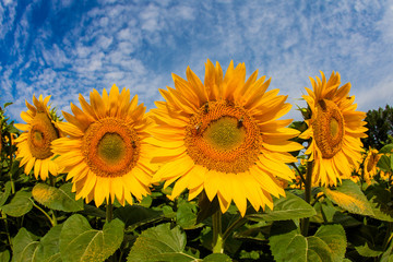 Sunflowers