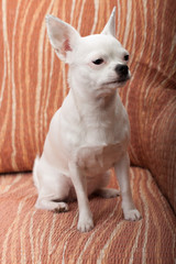 White Chihuahua sitting  on sofa, 3 years old female.