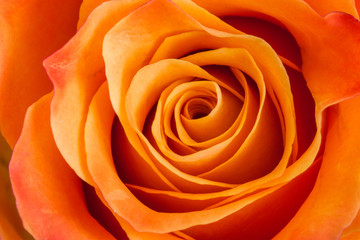 Obraz na płótnie Canvas Orange rose close up