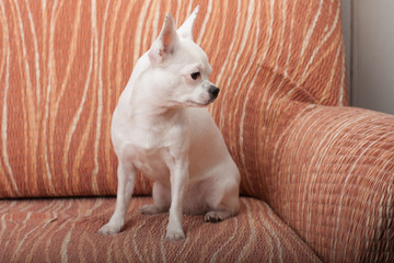 Fototapeta na wymiar White Chihuahua sitting on sofa, 3 years old female.