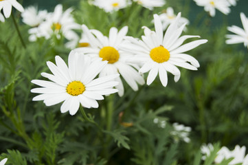 Beautiful daisies flowers.