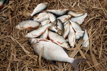 Pile of fish on last year's withered grass