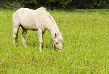 Grasendes Pferd