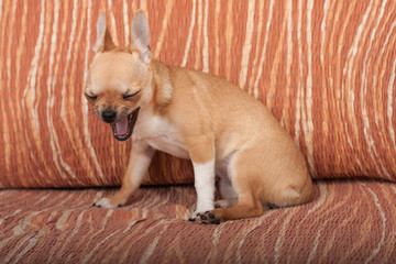 Fototapeta premium Yawning Chihuahua puppy sitting on sofa, 4 months old female
