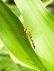 A dragonfly