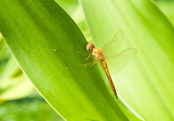 A dragonfly