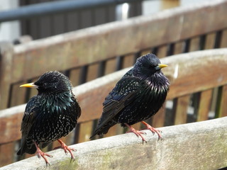 Starlings On Public Bench