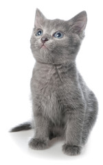 Small gray shorthair kitten sitting