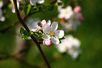 Spring blossom on apple tree in the garden