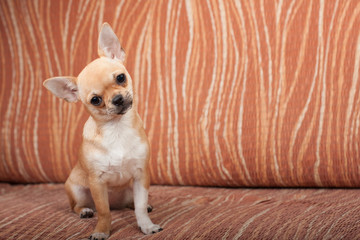  Chihuahua puppy sitting on sofa, 4 months old female