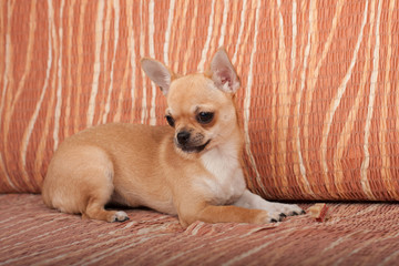  Chihuahua puppy lying on sofa, 4 months old female