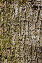 tree bark texture background