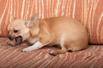 Chihuahua puppy lying on sofa, 4 months old female