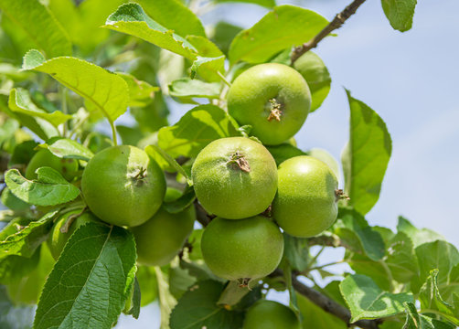 Green apple fruits growing in the orchard