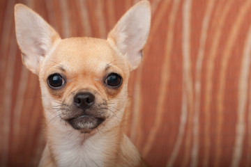 Close up of Chihuahua puppy on sofa, 4 months old female