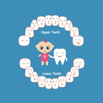 Baby Teething Chart