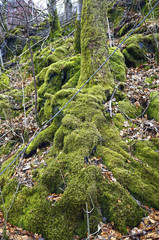 Moss-covered trees in the forest. Bergen, Norway