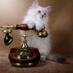 Siberian kitten with retro telephone - 106373688