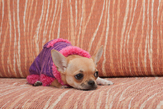 Chihuahua puppy dressed with pullover lying on sofa